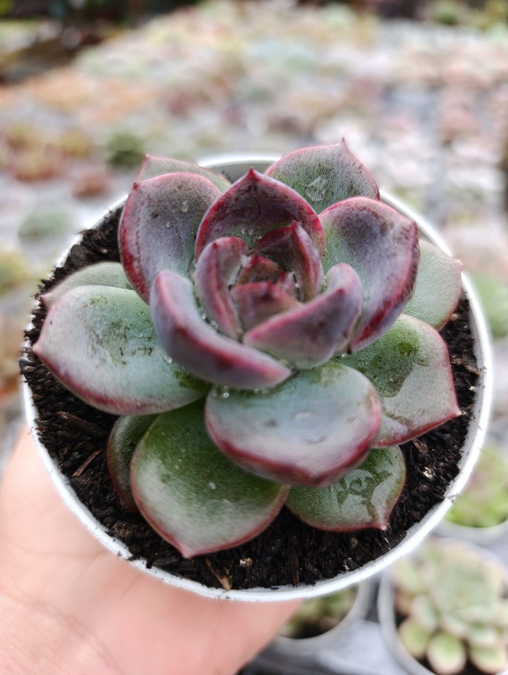 Odete 
