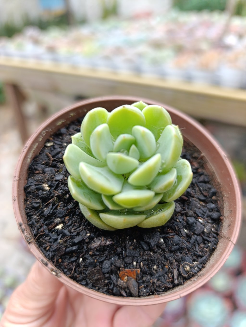 Spring jade 