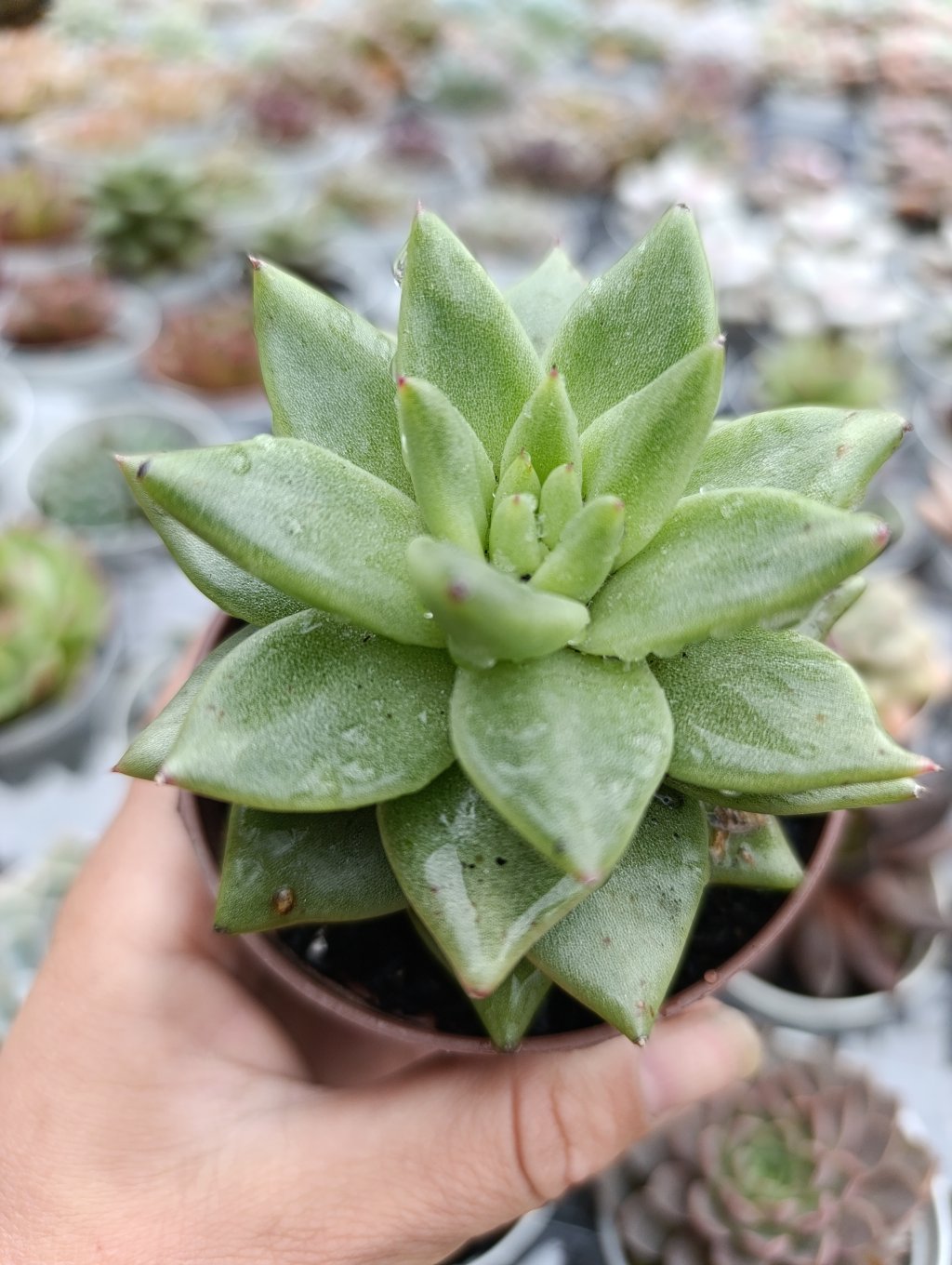 Agavoide corderoy 