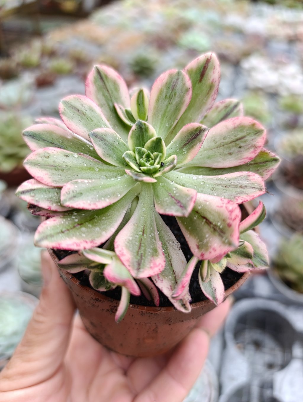Aeonium Sweet tea 