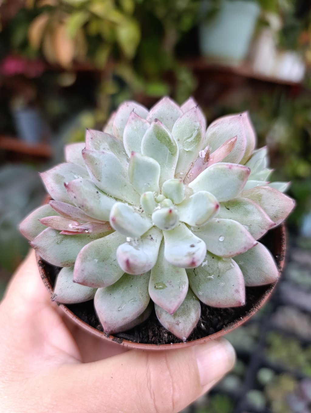 Echeveria Amanda 