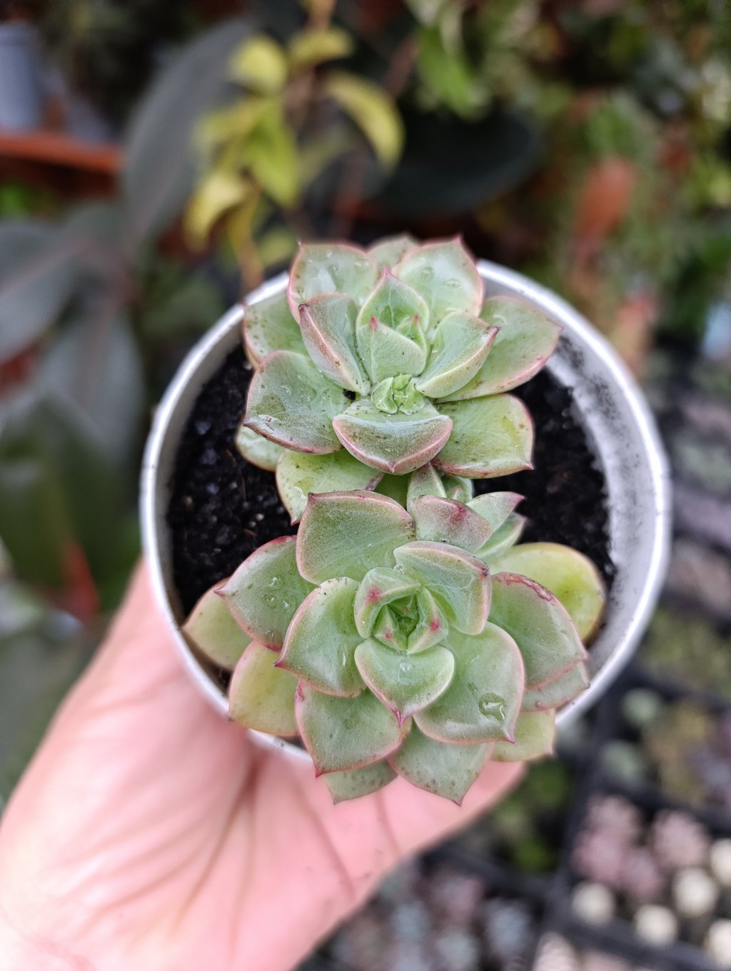 Chroma green 