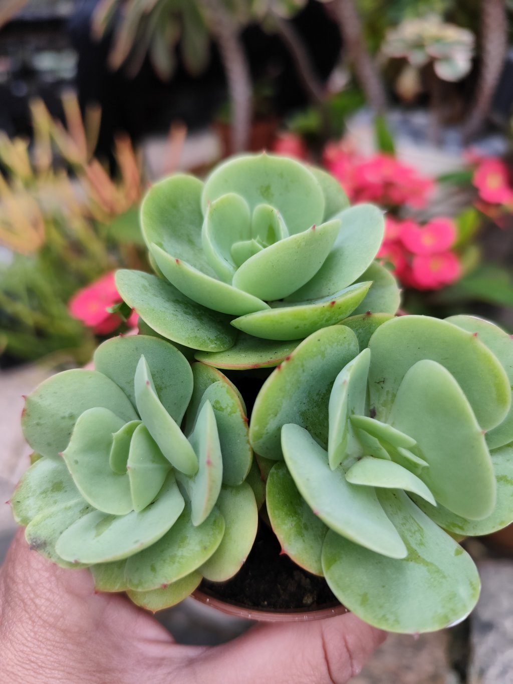 Mandala citrus 