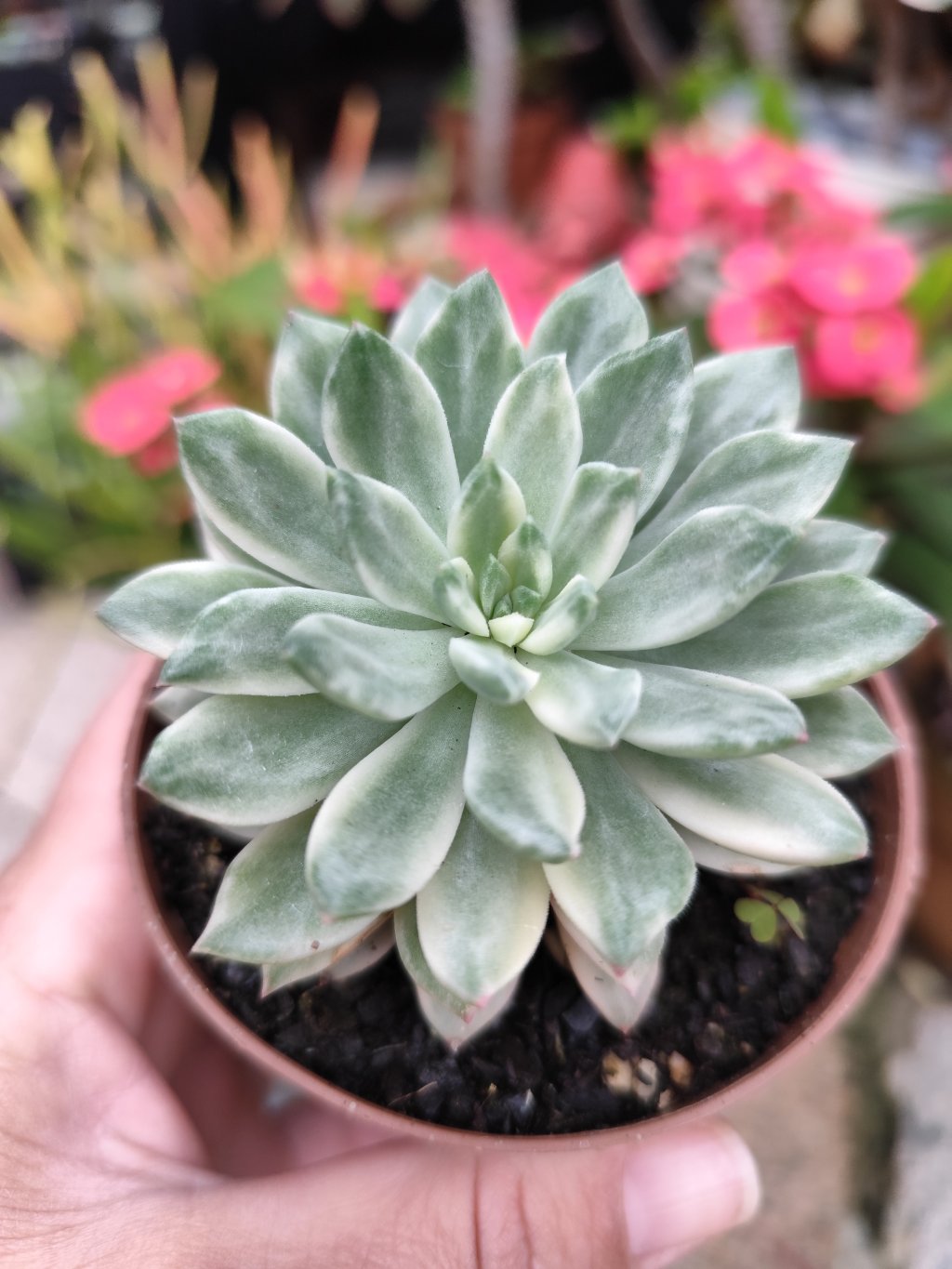 Emerald Green variegata 