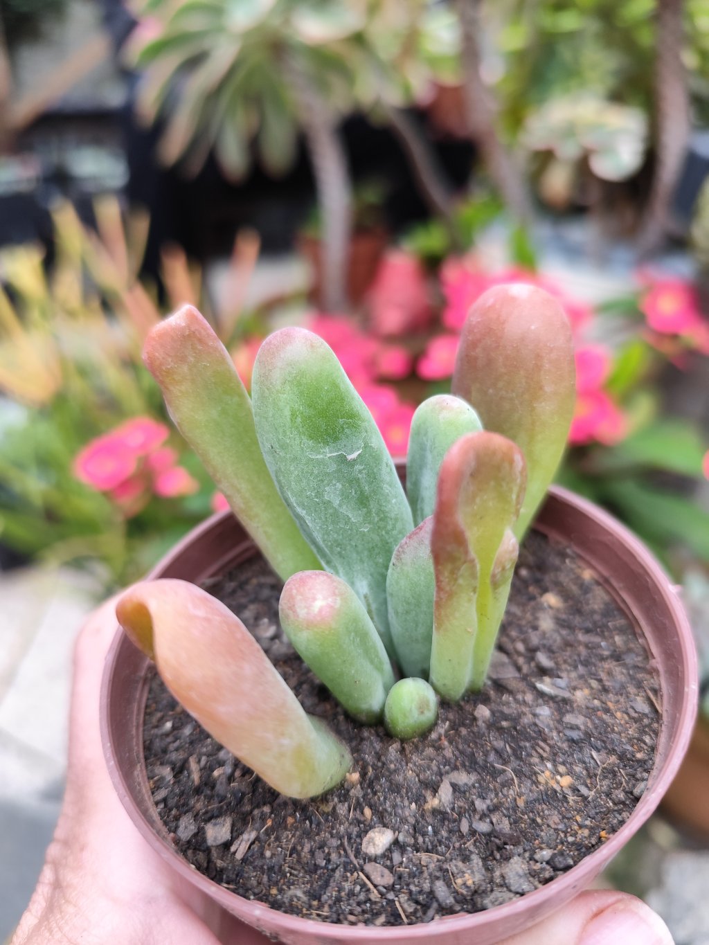 Ouricula 