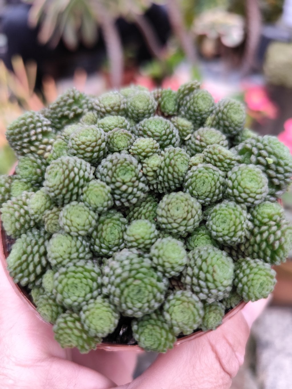 Monanthes poliphylla 