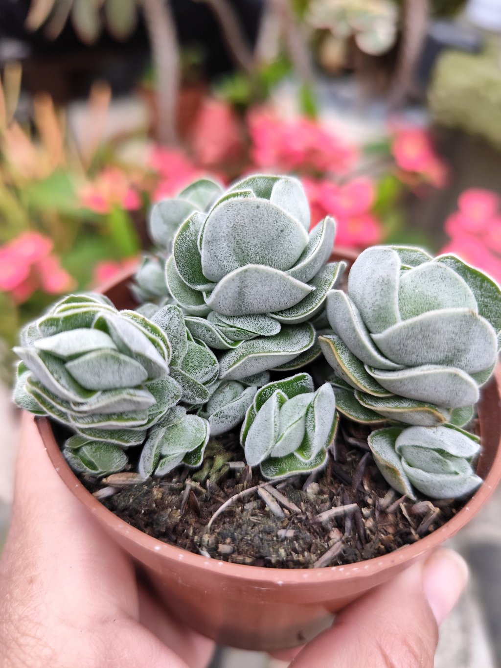 Crassula Ivory pagoda