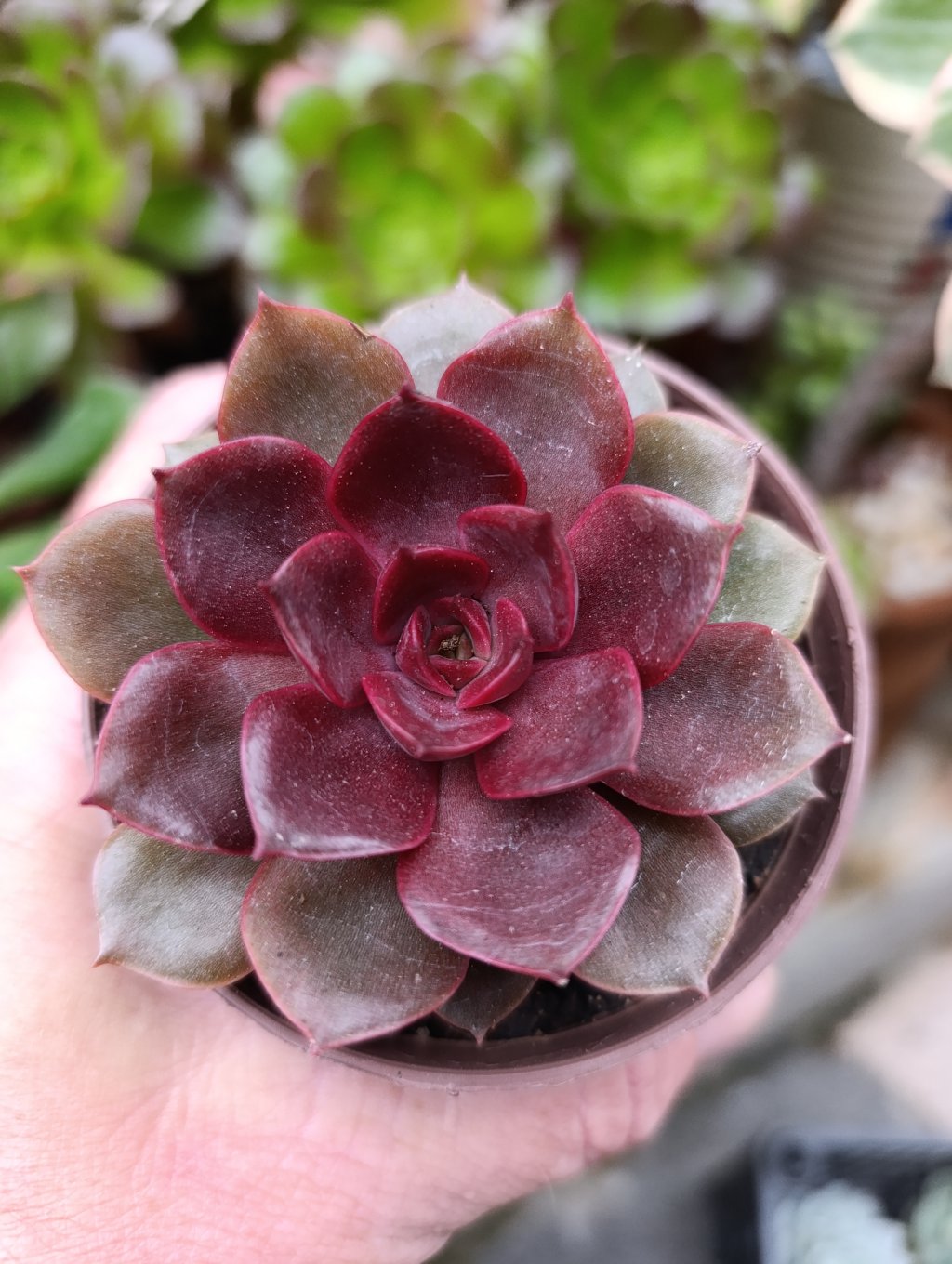 Mina rubra