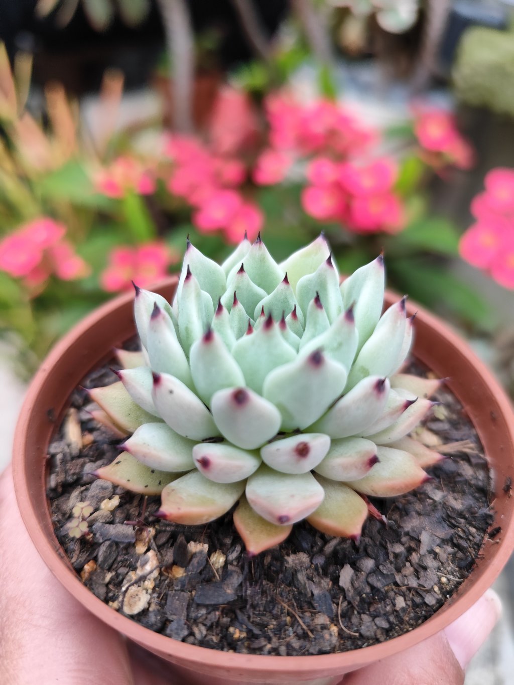 Cuspidata Zaragozae 