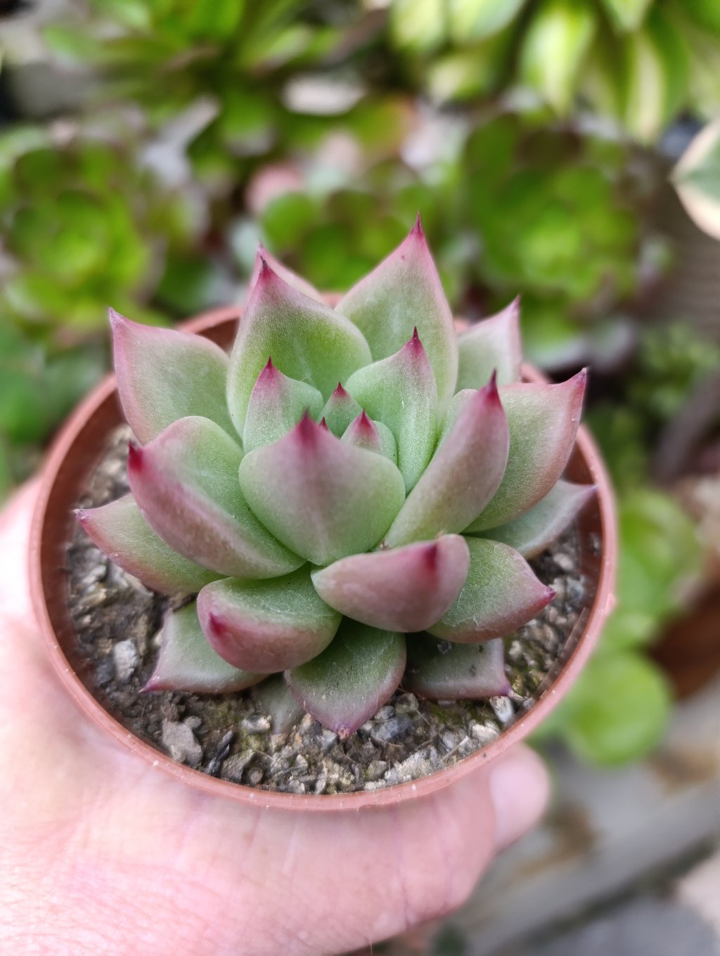 Agavoide honey pink