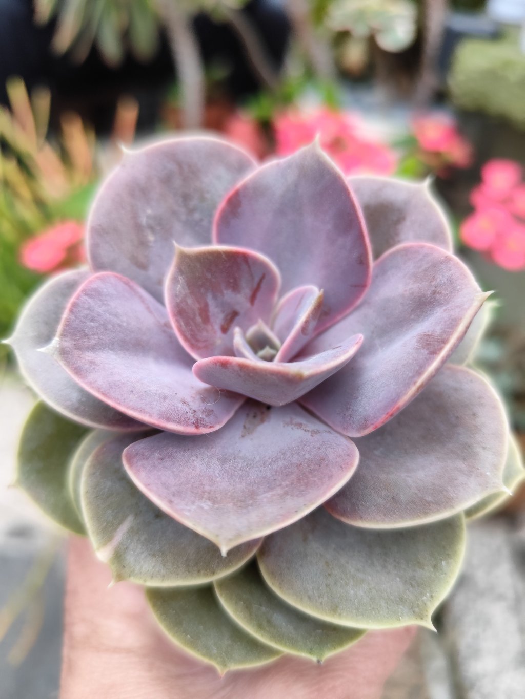 Perle 