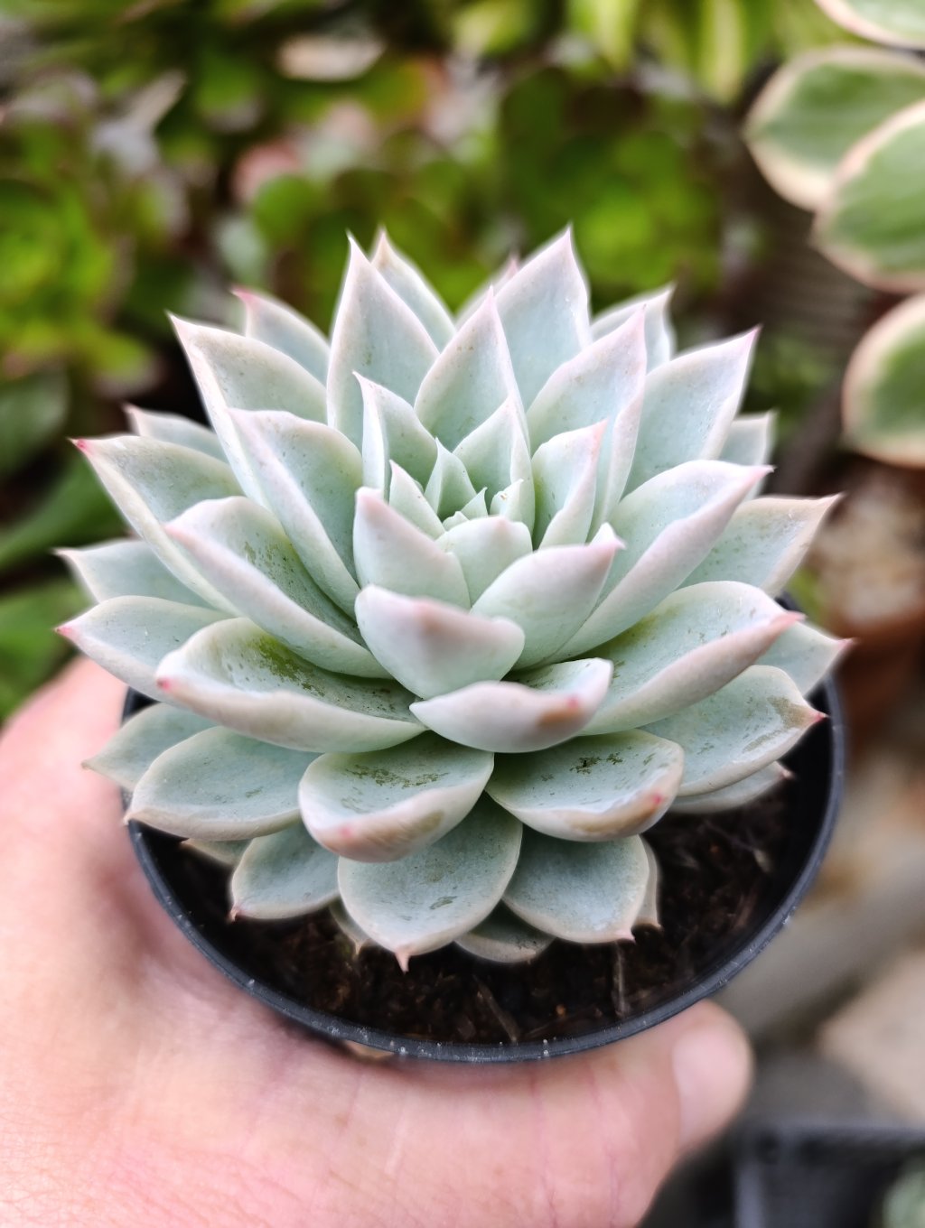 Violet queen 