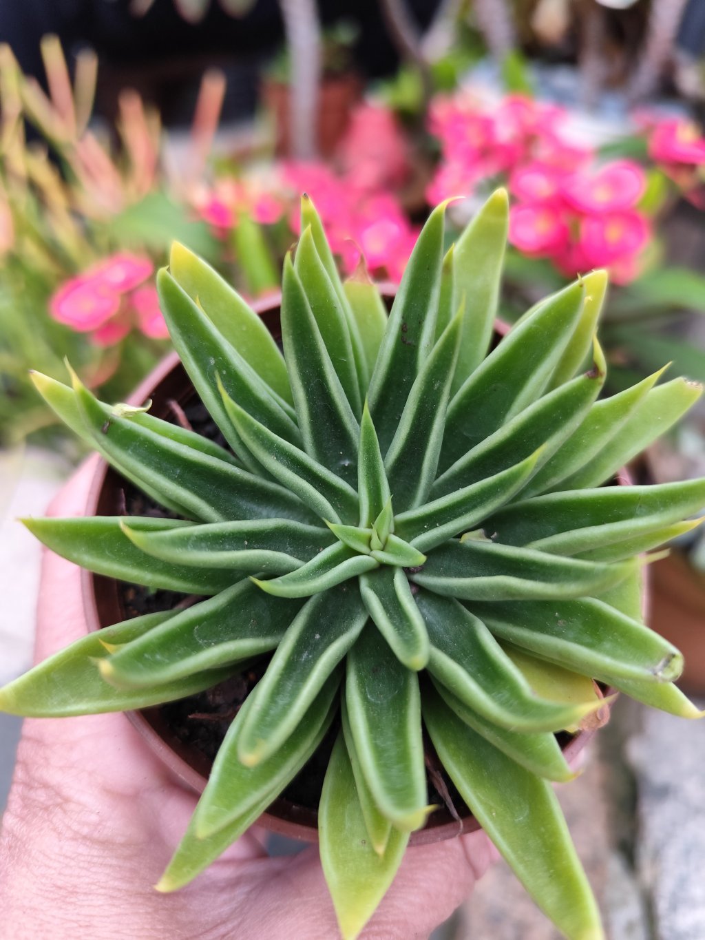 Lútea verde 