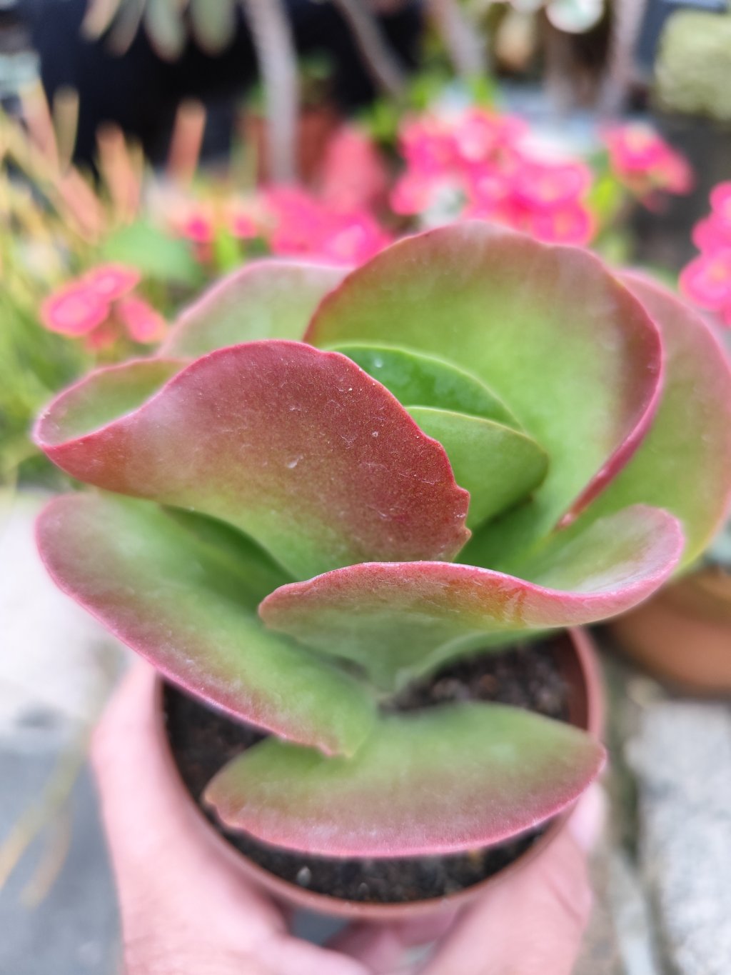Kalanchoe vivien 