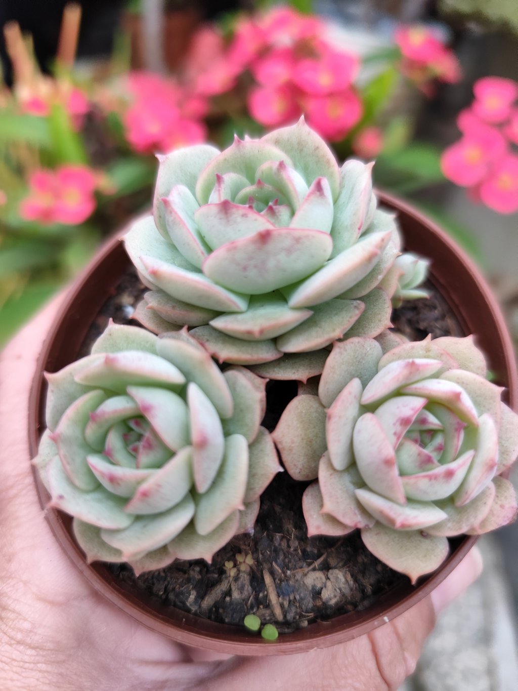 Gloria (3mudas)