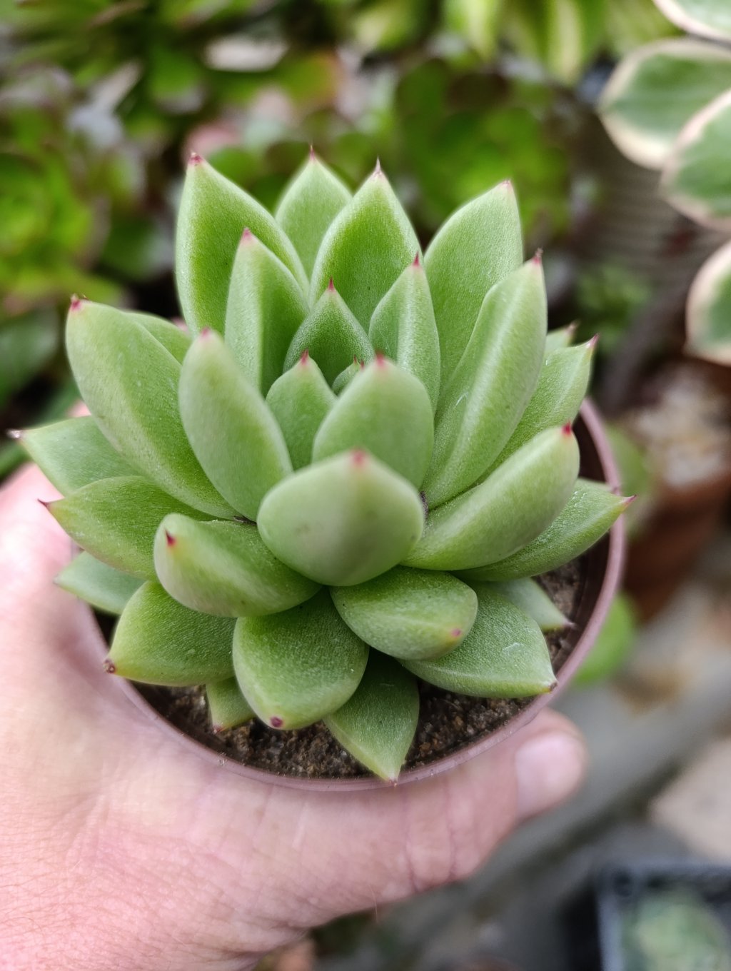 Agavoide estrela 