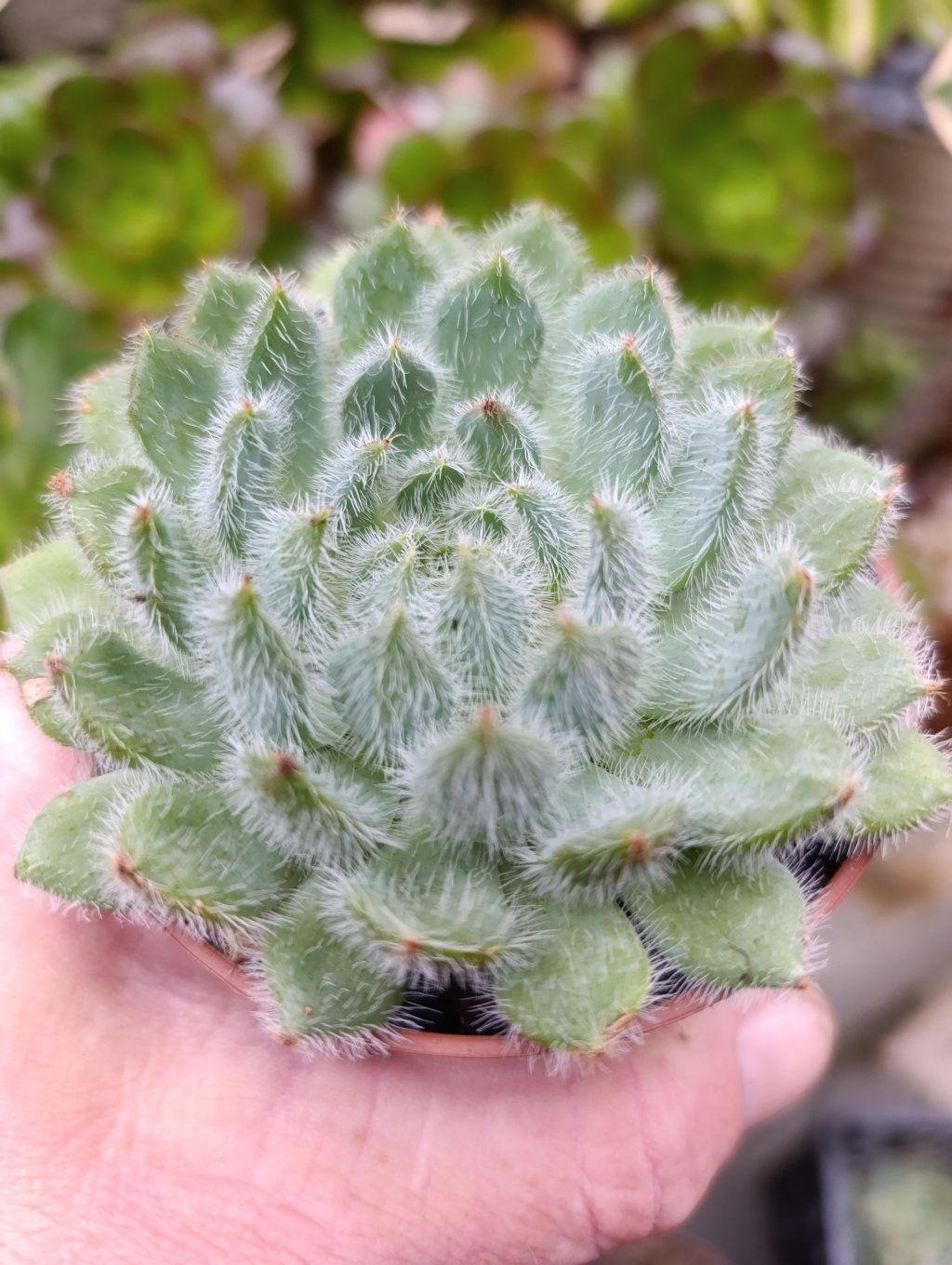 Setosa diminuta 