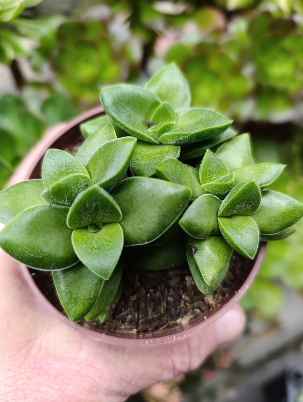 Crassula spring time 
