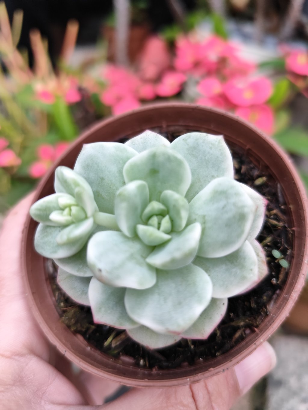 Pudgy variegata 