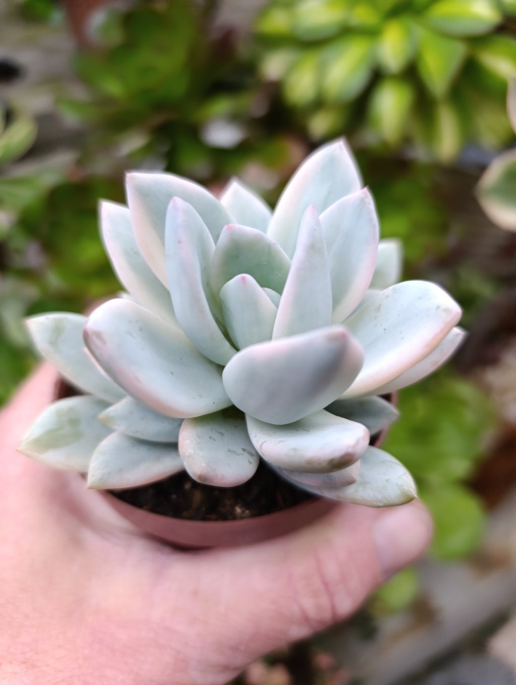 Simonoasa var.