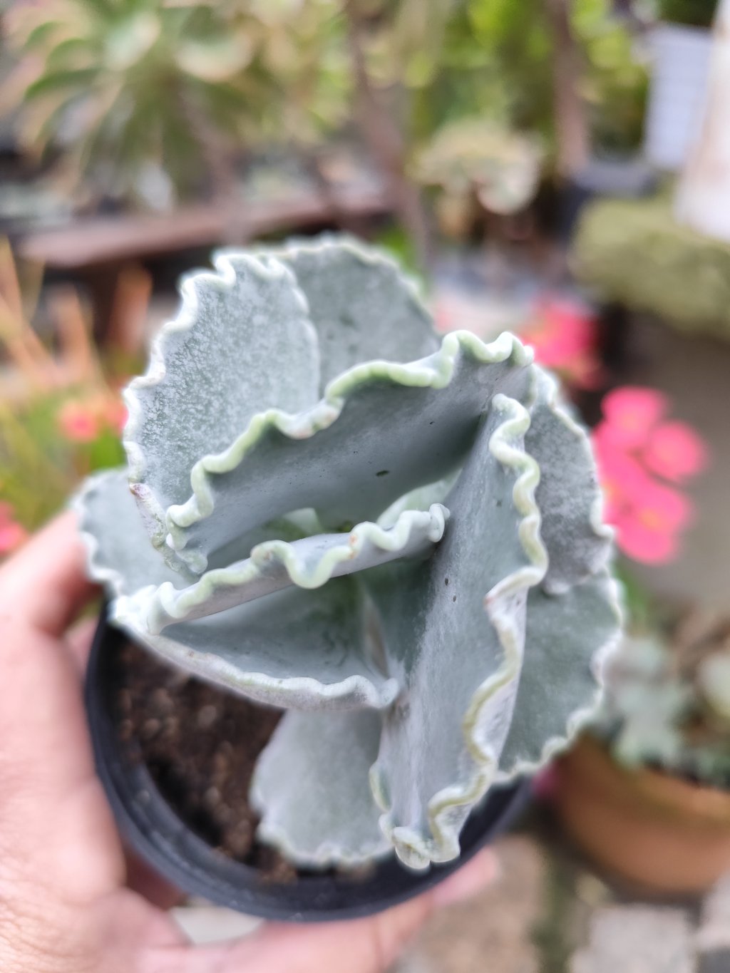 Cotyledon undulata 