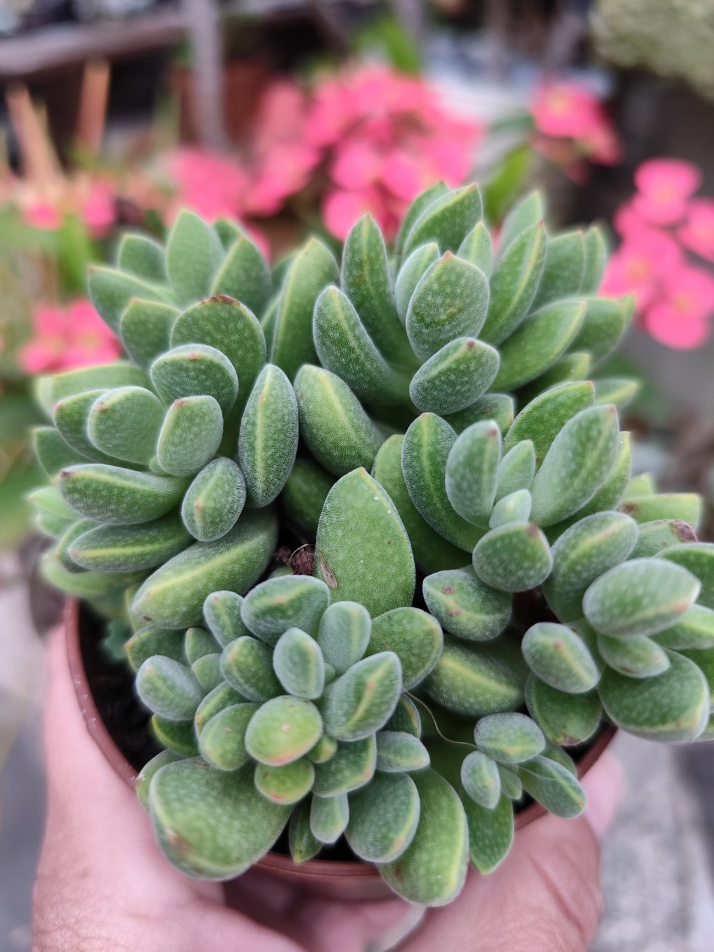 Crassula ausensis 
