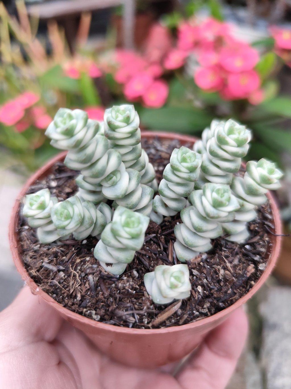Baby necklace variegata 