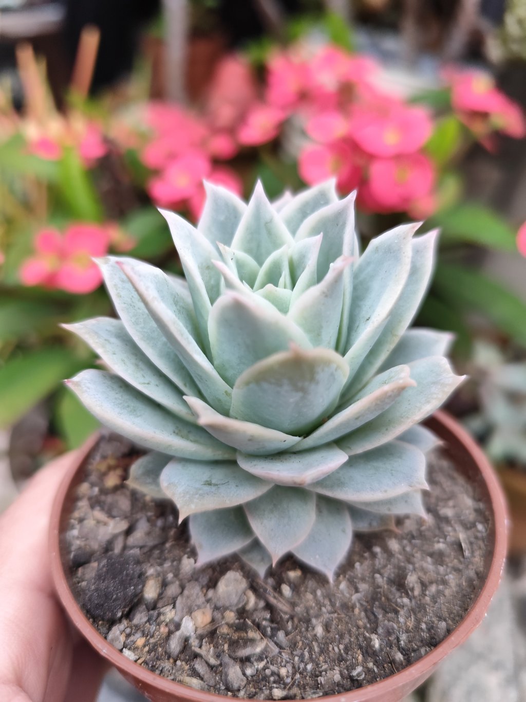 Lovely Queen 