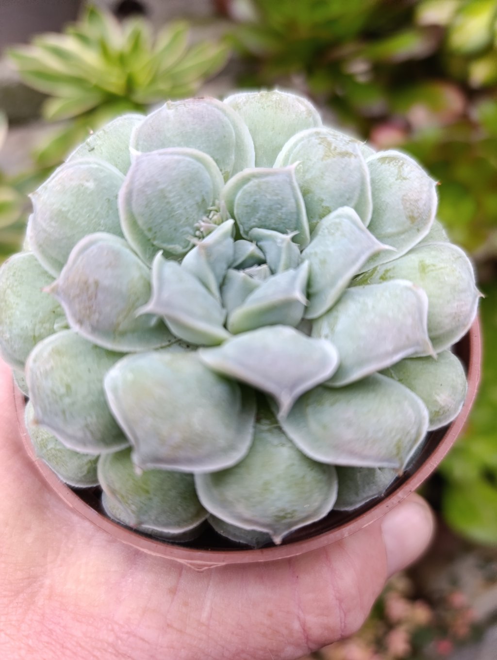 Hiaryum 