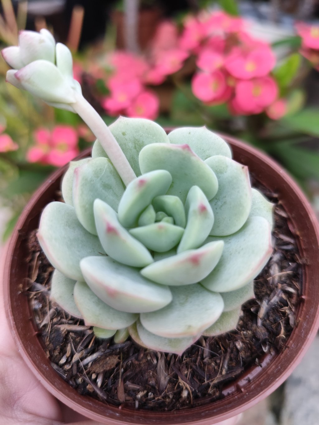 Pudgy 