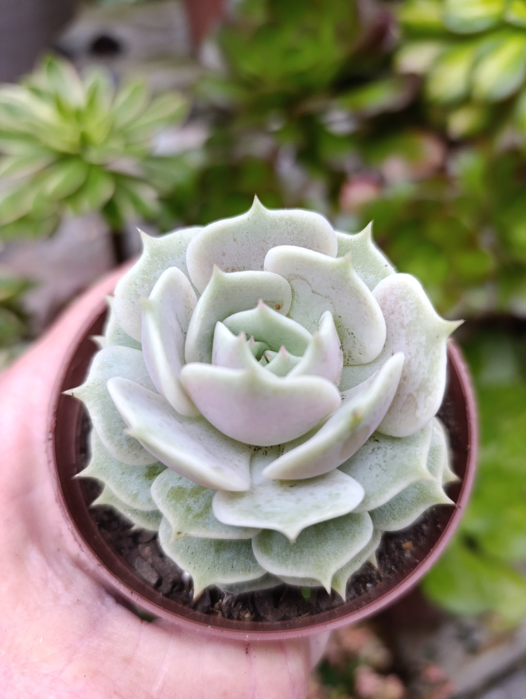 Lola