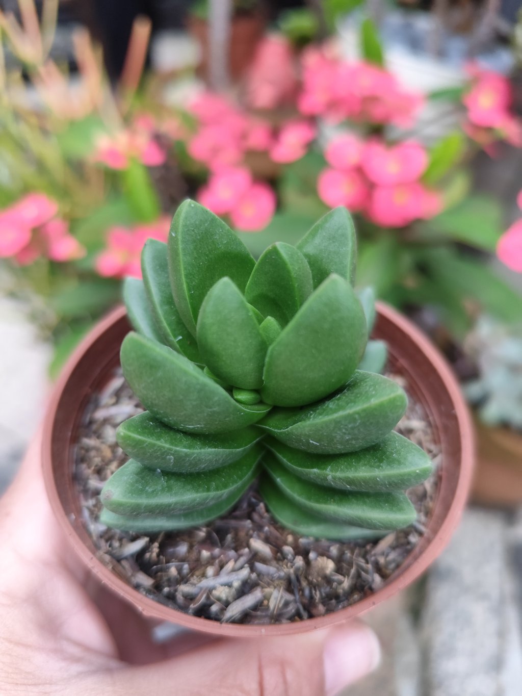 Crassula benjamin 
