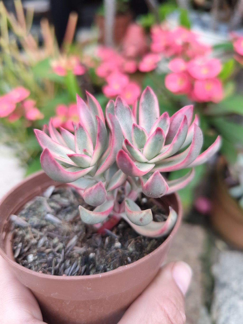 Crassula candy cane