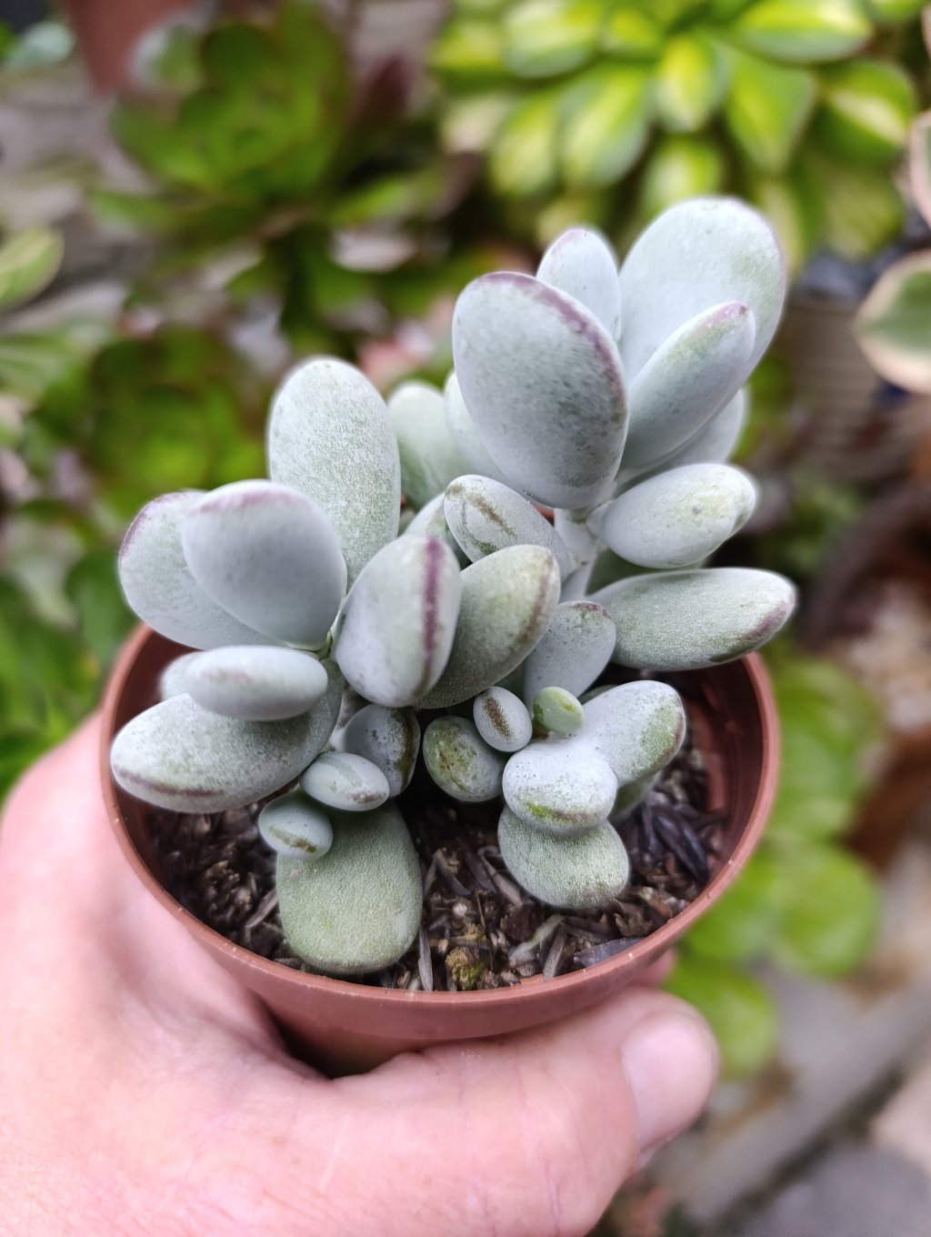Cothyledom oophylla 