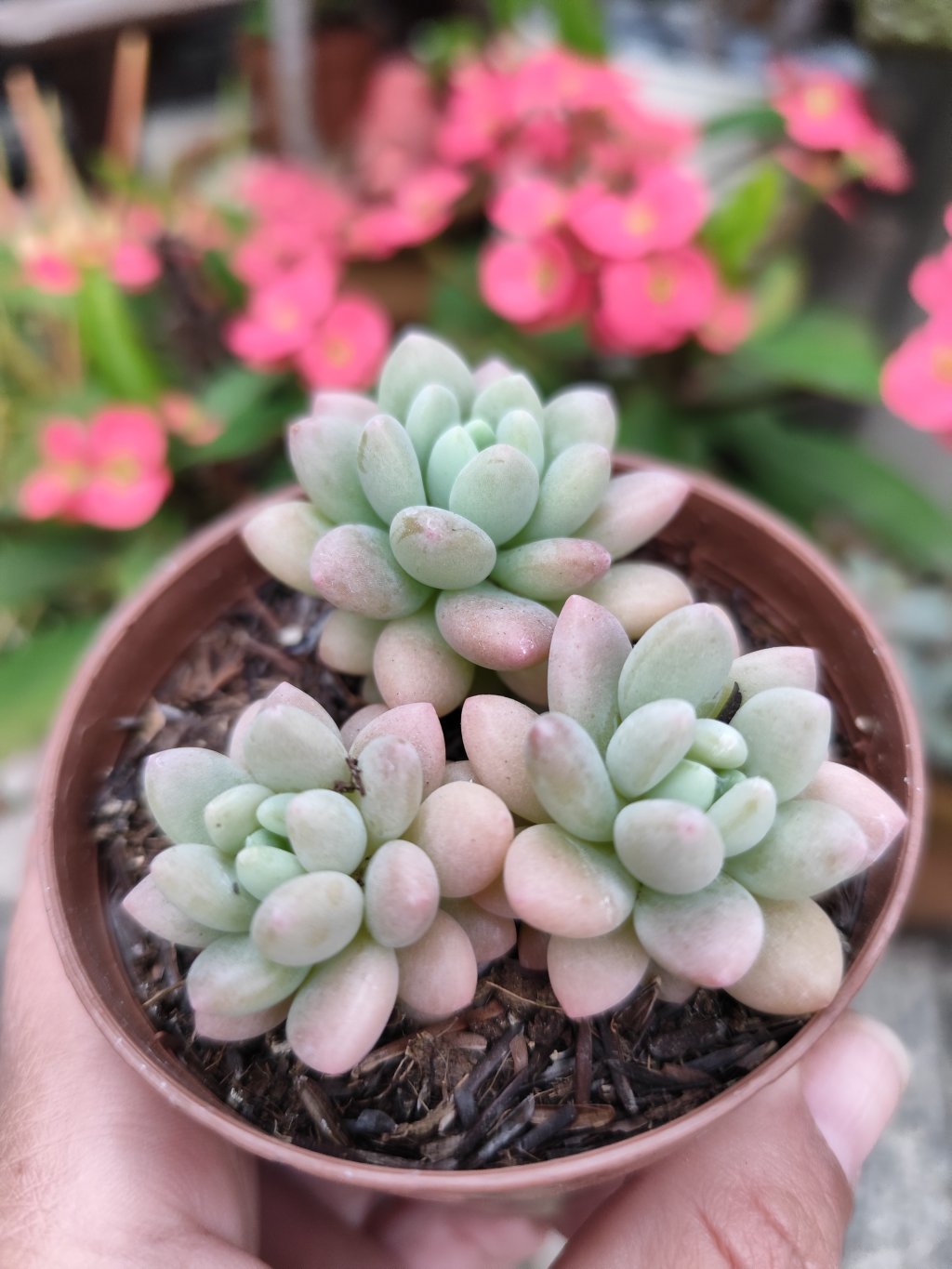 Rococó 