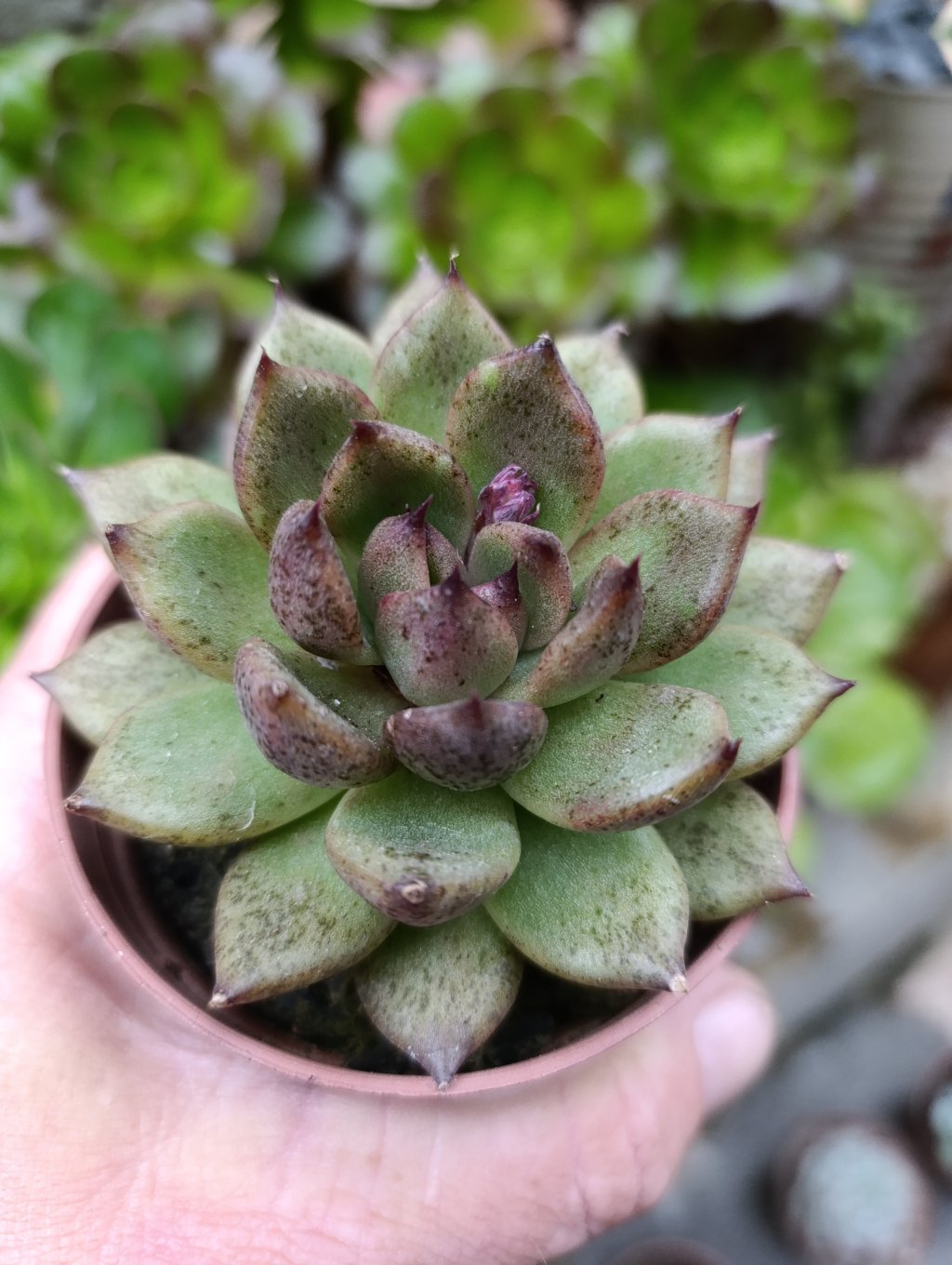 Agavoide black Queen 