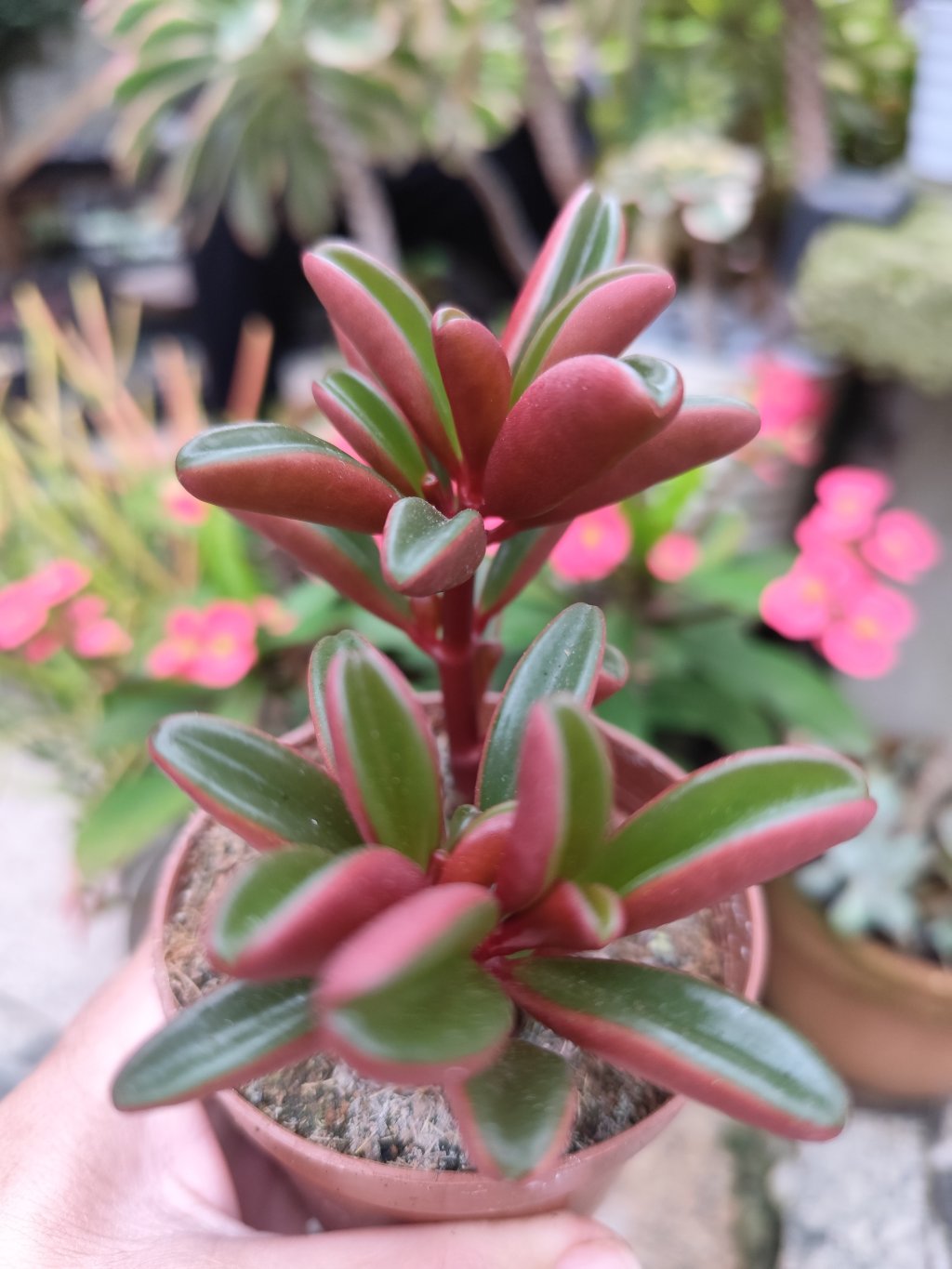 Peperomia Graveolens 