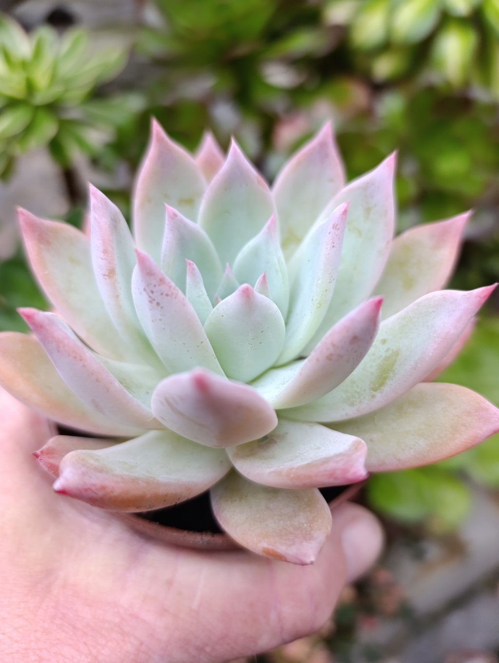 Colorata brandtii 