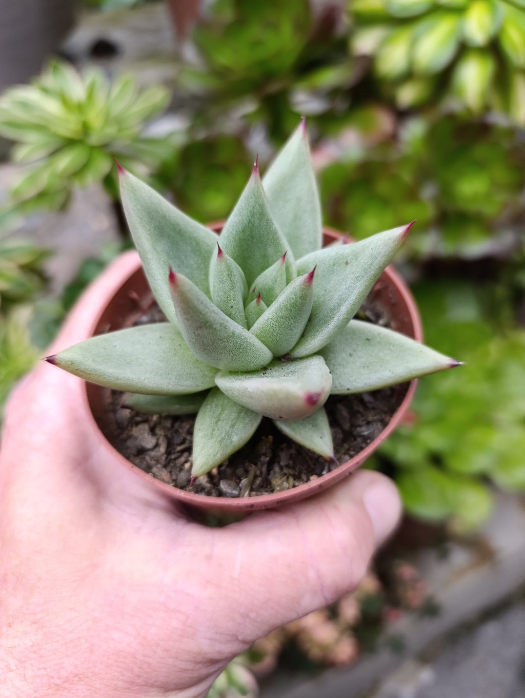 Agavoide Presita Ebony 