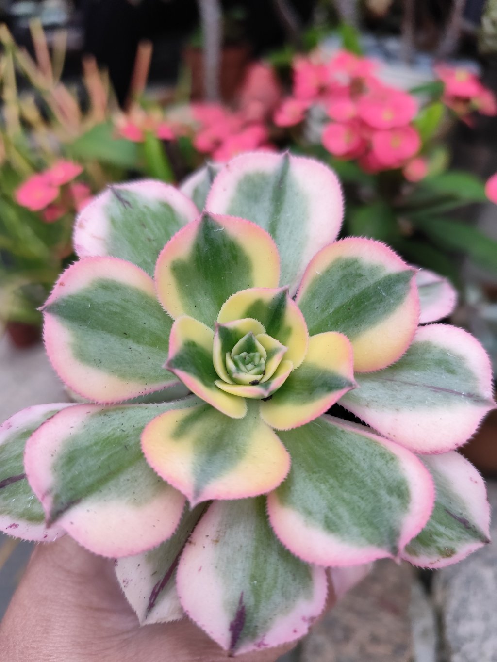 Aeonium sumburst variegata