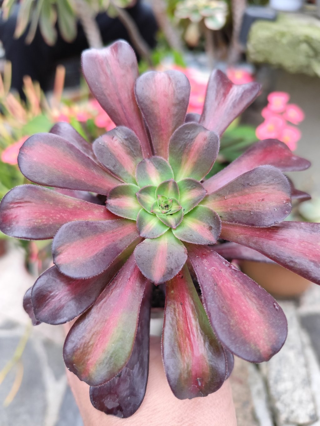 Aeonium Kilimanjaro 