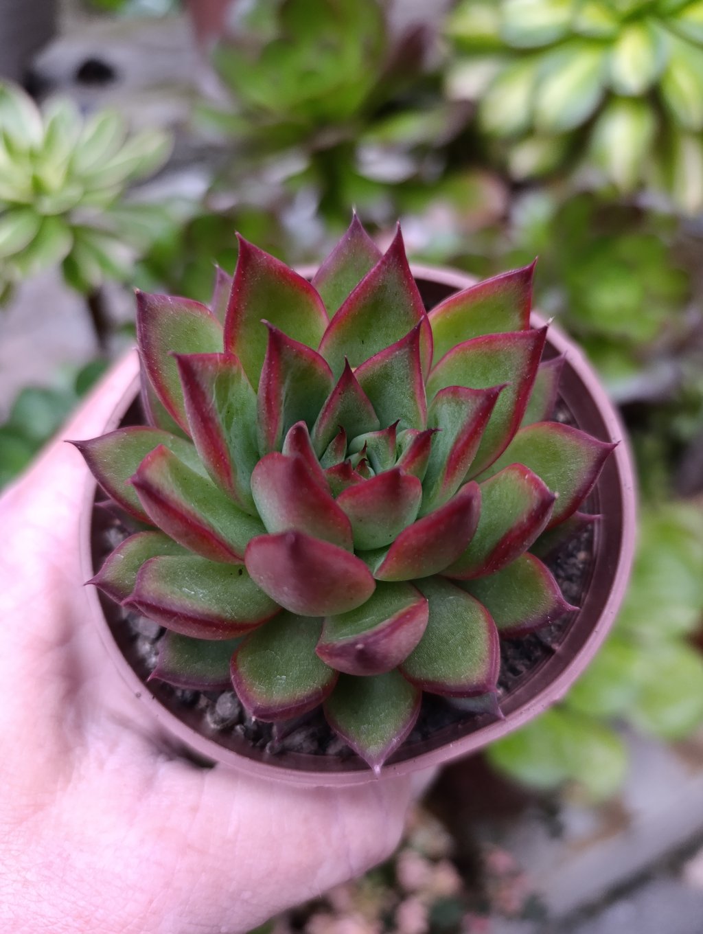 Red Ebony 
