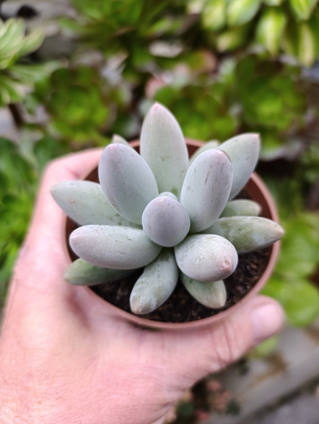 Pachyphytum saltense 