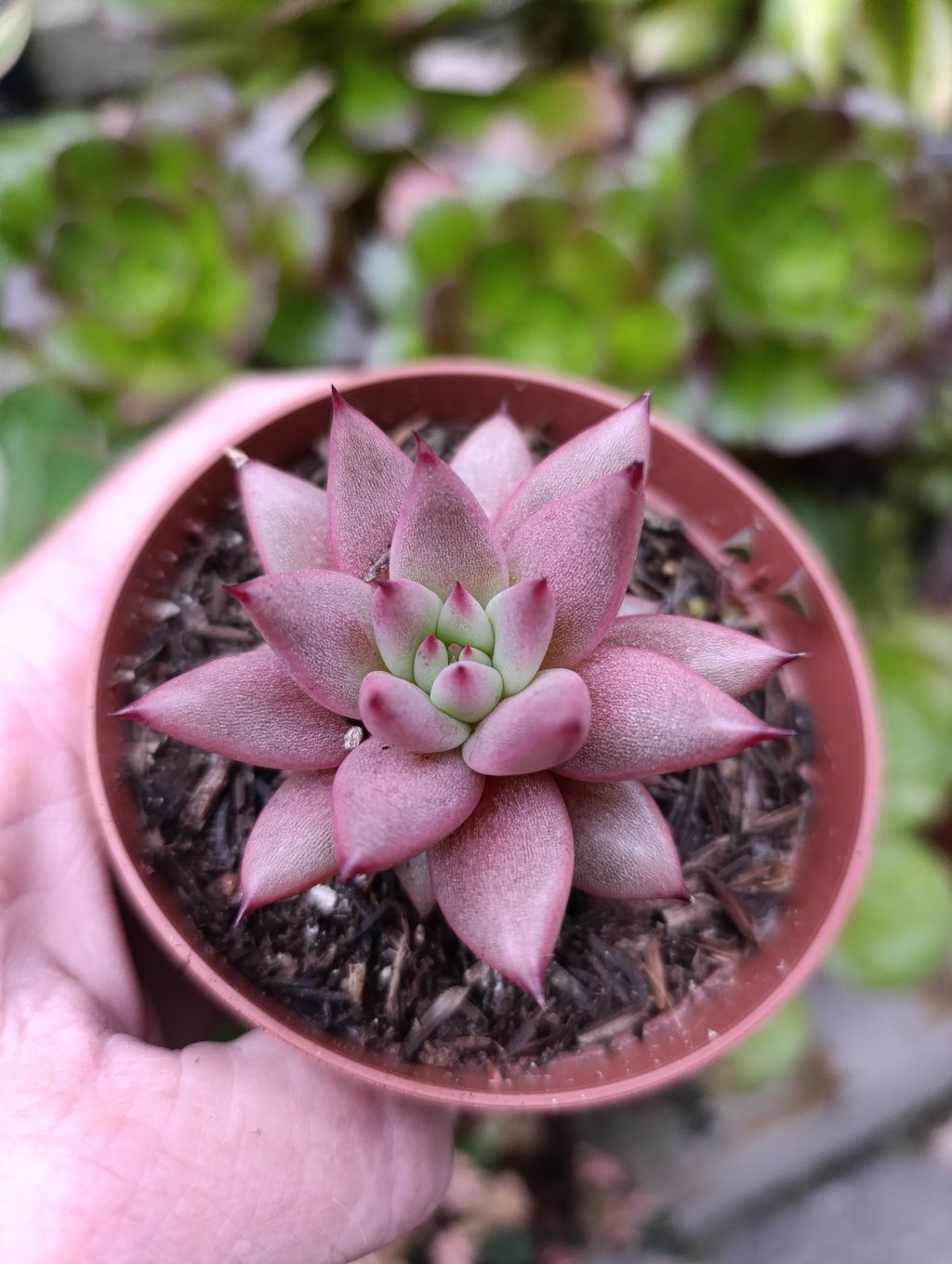 Agavoide Celestia 