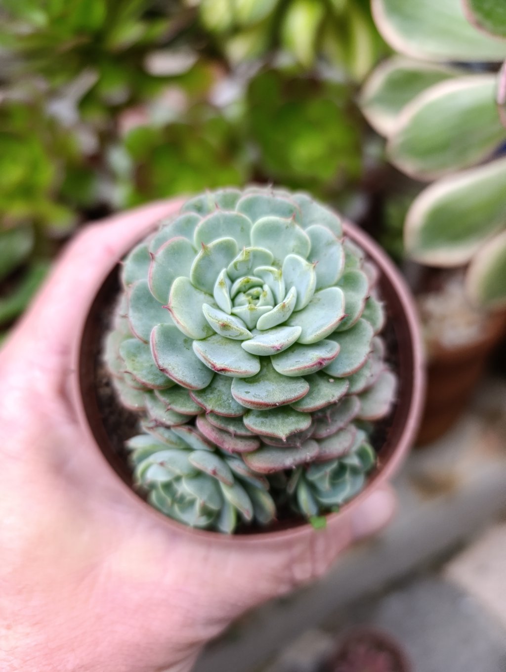 Minima