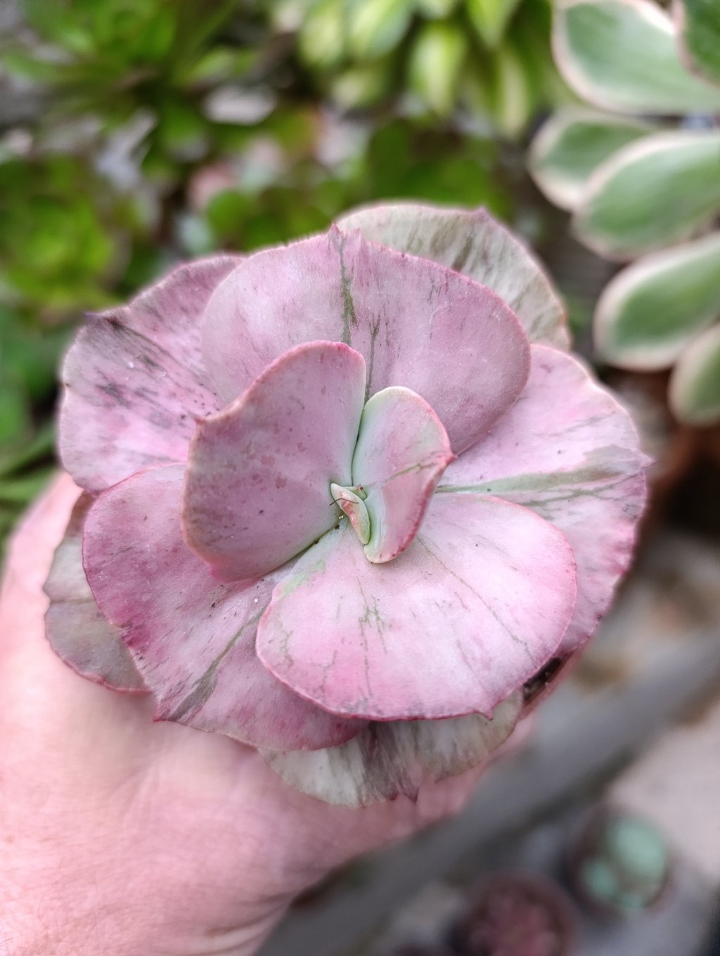 Only one variegata 