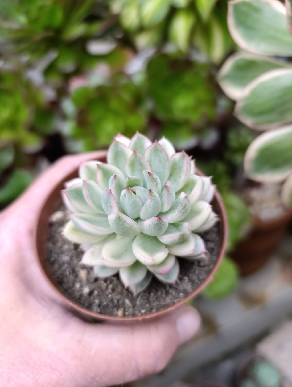 Mebina variegata 