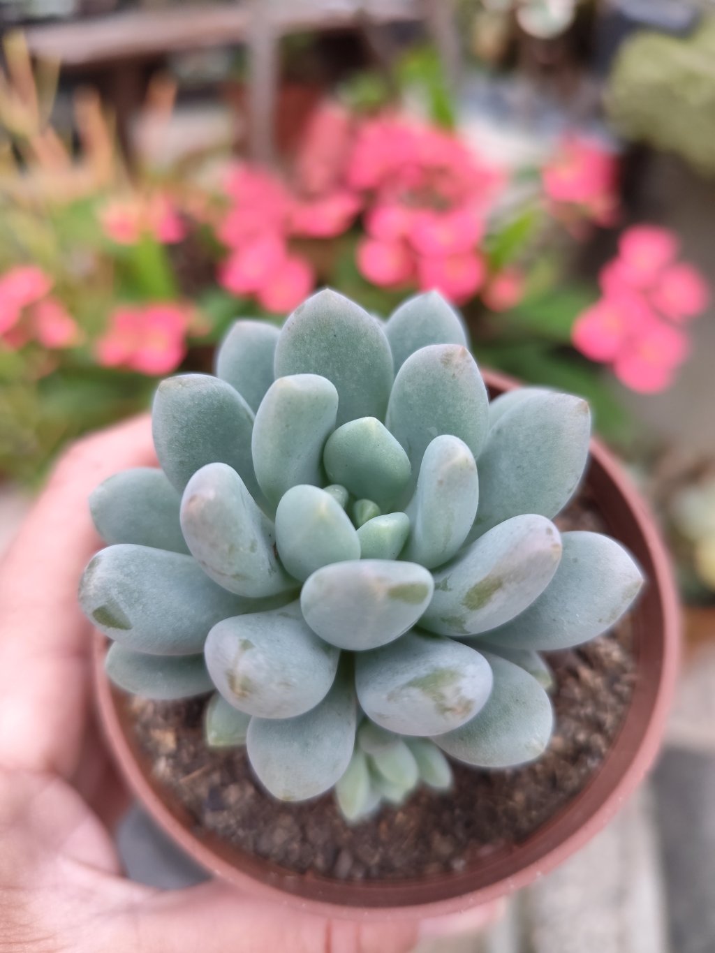 Clavifolia 