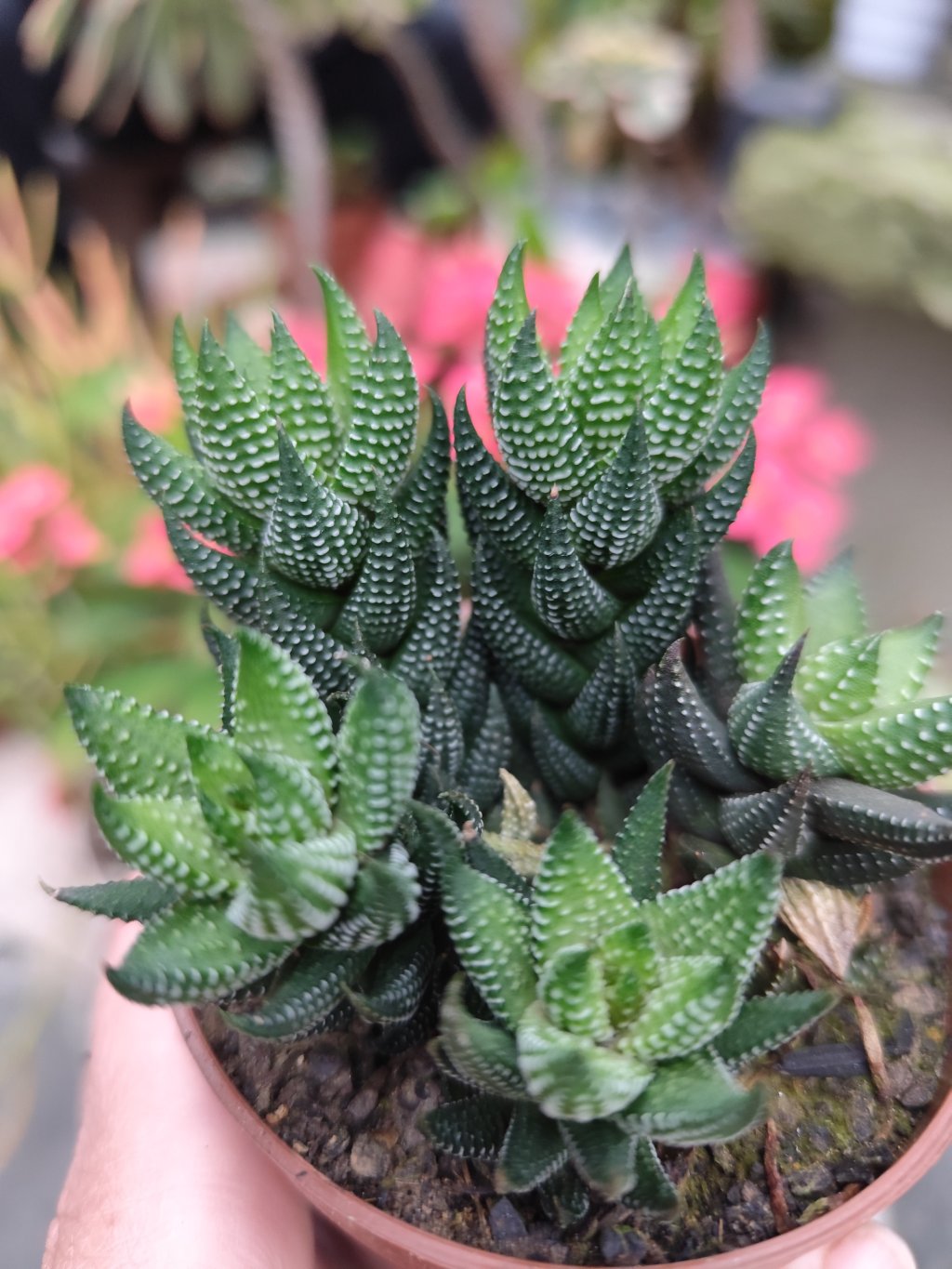 Haworthia reinwardtti