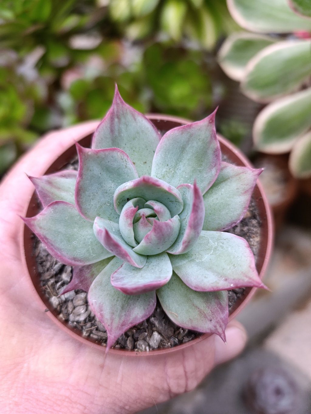 Agavoide Cássio variegata 